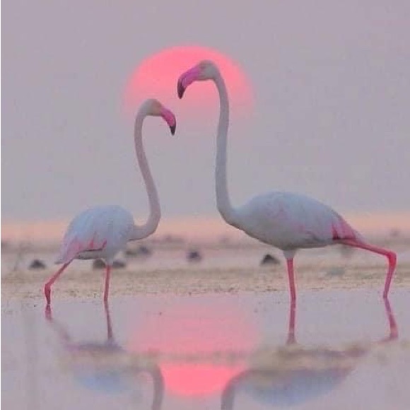 Meet your Posher, Liz - Picture 2 of 2